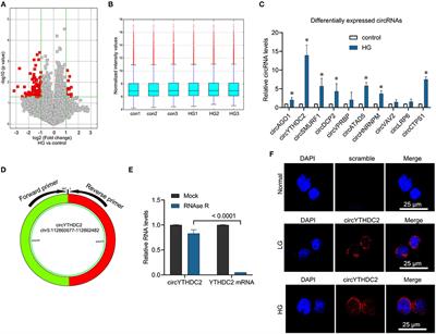 YTHDC2-Mediated circYTHDC2 N6-Methyladenosine Modification Promotes Vascular Smooth Muscle Cells Dysfunction Through Inhibiting Ten-Eleven Translocation 2